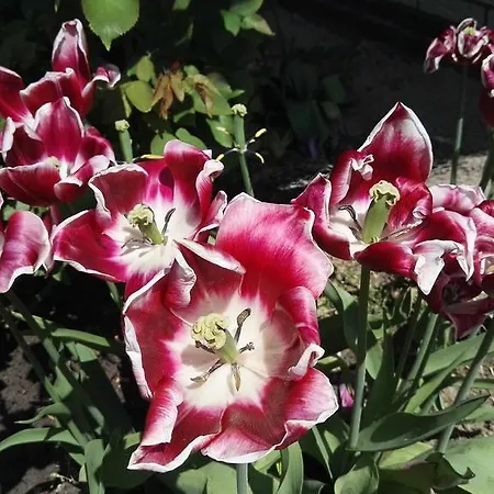 Haus Meeresbrise * Busum