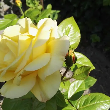 Haus Meeresbrise Apartment Busum