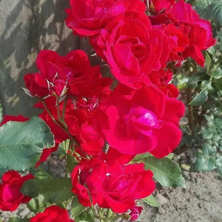 Haus Meeresbrise Apartament *